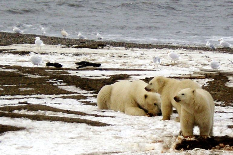 Arctic National Wildlife Refuge polar bears