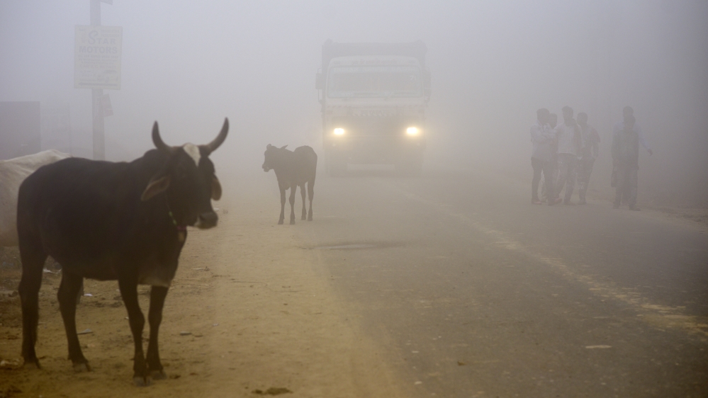Cows stand by the side of a road as a truck drives with lights on through smog in Greater Noida, near New Delhi, India [R S Iyer/Associated Press]