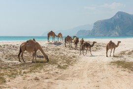 A herd of camels pauses at al-Mughsail Beach, west of Salalah. WOJTEK ARCISZEWSKI/AL JAZEERA