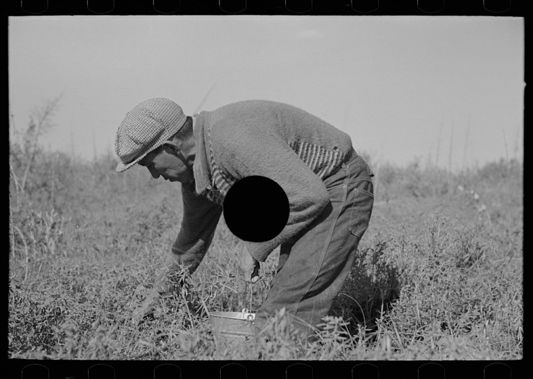 Untitled photo, possibly related to: Blueberry picker, near Little Fork, Minnesota