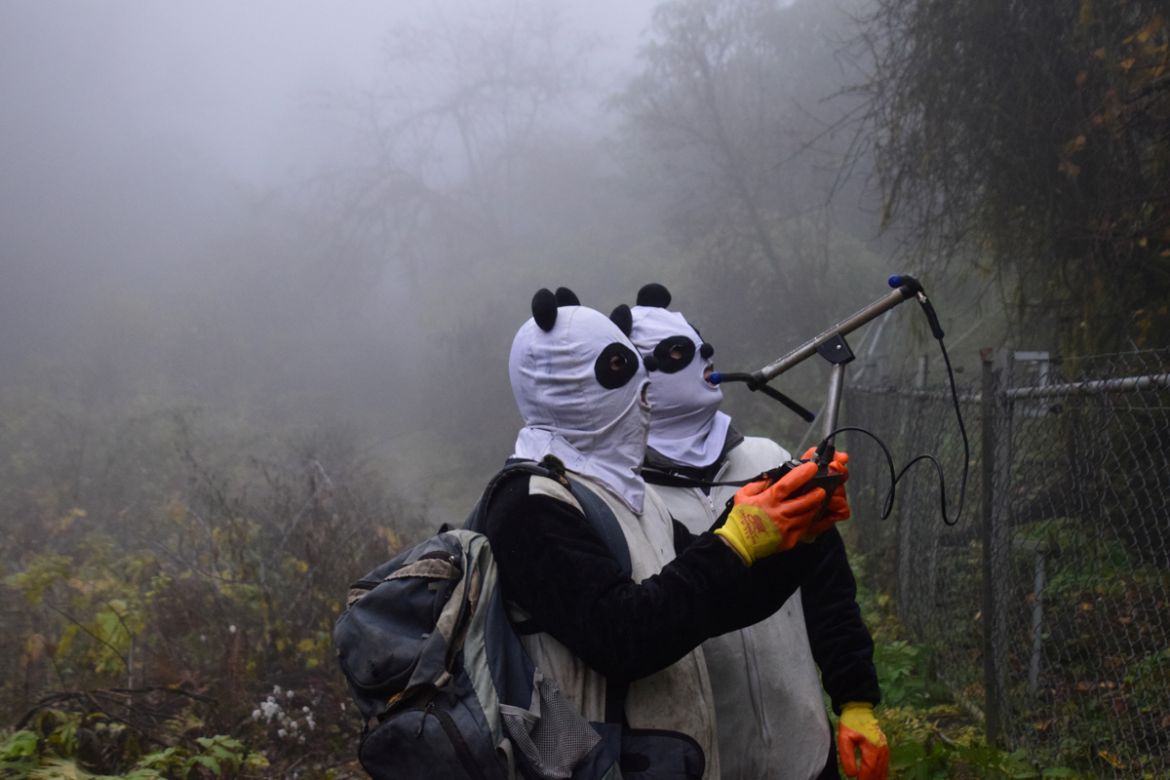 Workers wearing panda masks use a wireless device to detect the location of Yingxue, a panda which has received survival training, at a protection base before reintroducing it to the wild, in Wolong,