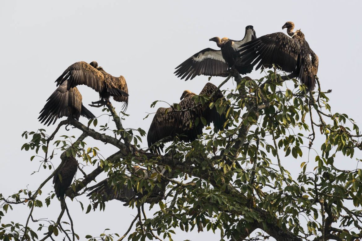 The vulture restaurant | Environment | Al Jazeera