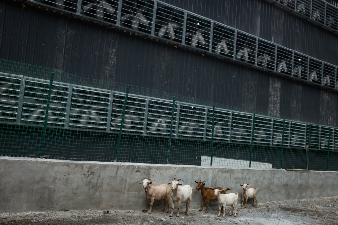 Goats from a nearby village walk next to cooling fans of a Bitcoin mine in Sichuan Province, China, 28 September 2016. China is one the main exchange market of bitcoins although the digital currency e