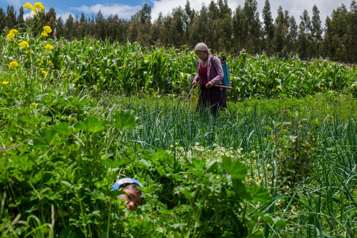 While her son plays in the fields Juanita Terrazas, living in the community of Pucara, makes use of ecological produced herbicides to protect the crops in her vegetable garden (30-1-2018) With help o