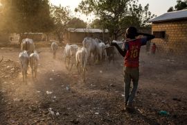 A boy brings his family''s cattle in from grazing at the end of day in Paoua town, Central African Republic, January 27, 2018. As CAR''s numerous rebel groups continue to splinter and multiply, banditry