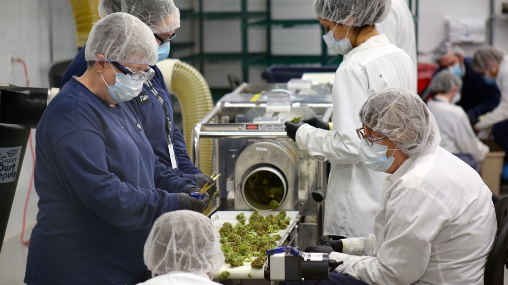 One Canopy Growth Corporation facility processes 60kg of cannabis a day [Blake Sifton/Al Jazeera] 