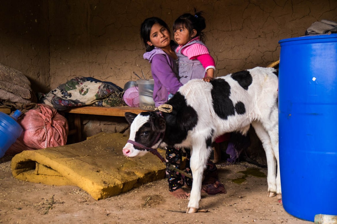 Melinda takes her “pet calf” to the living room (31-1-2018). One way to make an additional living is buying a little calf for around 100 Bolivianos (12 euro), grow it for half a year and sell it at 5