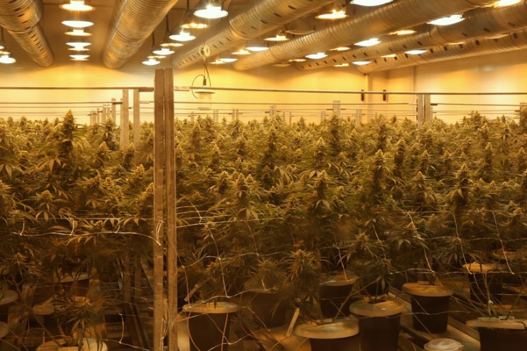 Canada marijuana industry