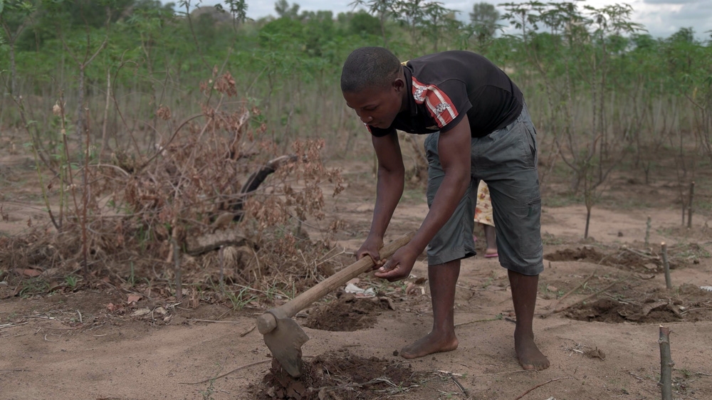 Most Mozambicans are small-scale farmers growing crops like maize and cassava [Enrico Parenti/Al Jazeera]