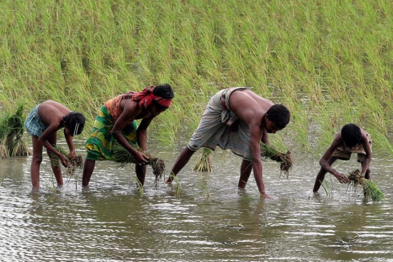 Bangladesh rice farmers