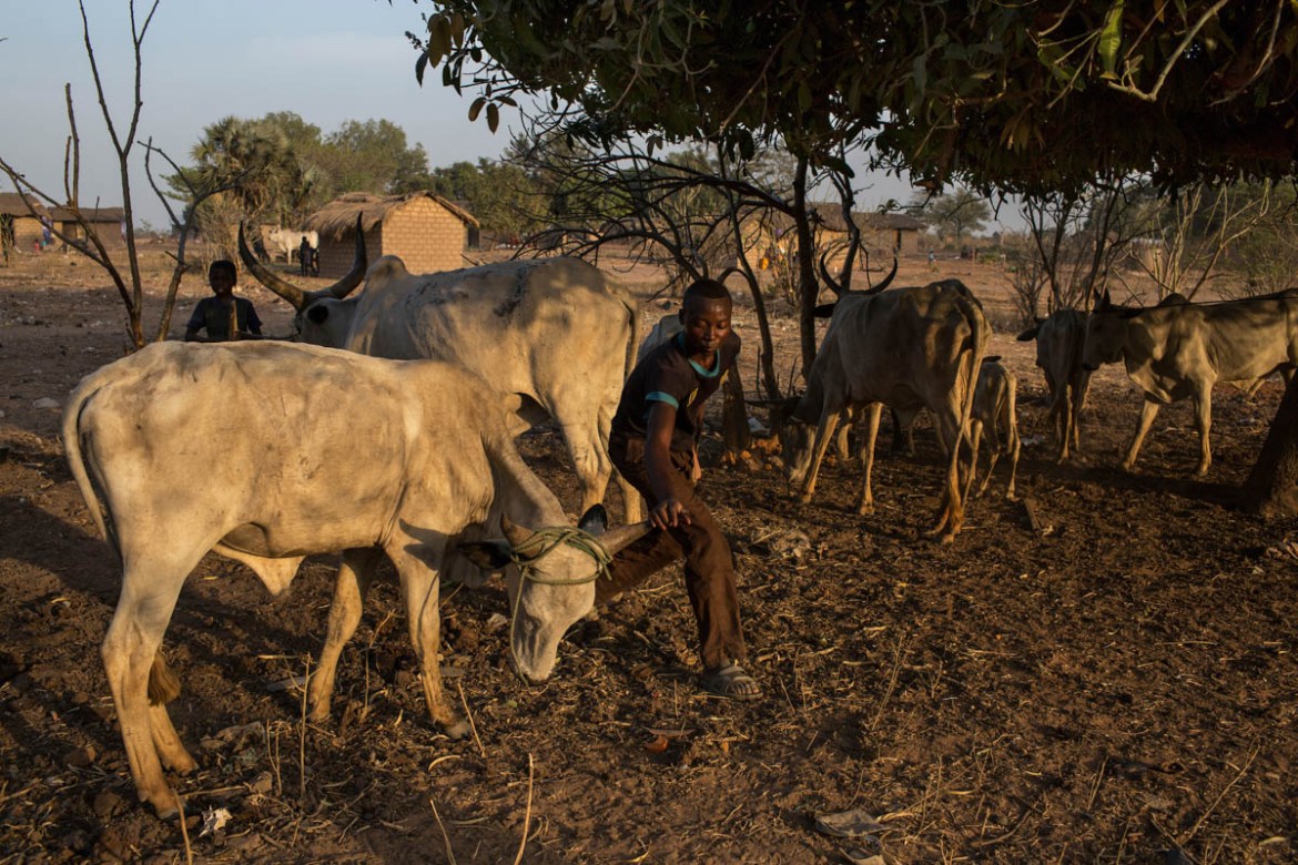 A young man ties up his cattle for the night in Paoua town, Central African Republic, January 27, 2018. “The Seleka put up a checkpoint in our village and were stopping everybody who passed by and dem