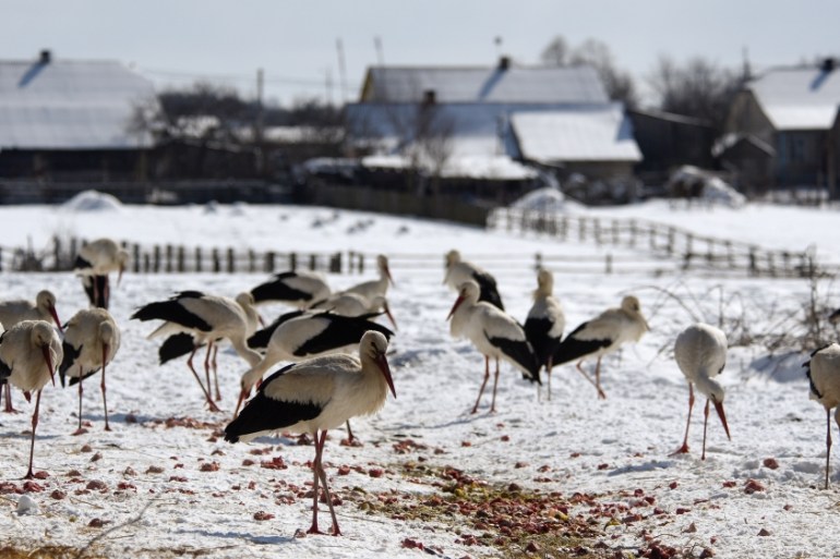 Storks in Ukraine