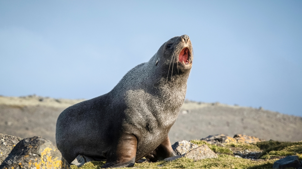 A fur seal on Penguin Island, in the Antarctic [Daniel Beltra/Greenpeace] 
