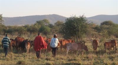 Maasai herders in southern Kenya have to migrate to greener pastures to ensure their cattle are fed in the midst of a water resource crisis. [Maria Jan/Al Jazeera]