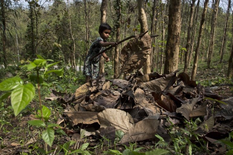 India forests op-ed photo AP