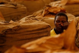 Workers await the start of the marketing season at Tobacco Sales Floor in Harare, Zimbabwe