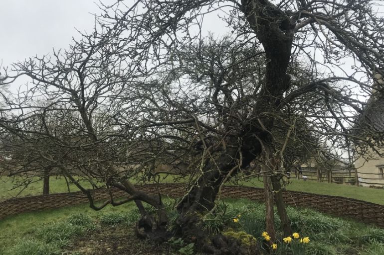 Sir Isaac Newton’s apple tree still stands strong