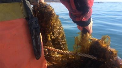 Scientists, fisherman and farmers have found that kelp reduces water acidification rate. It pulls so much carbon and nitrogen out that it changes the water quality [Alice Martineau/Al Jazeera]