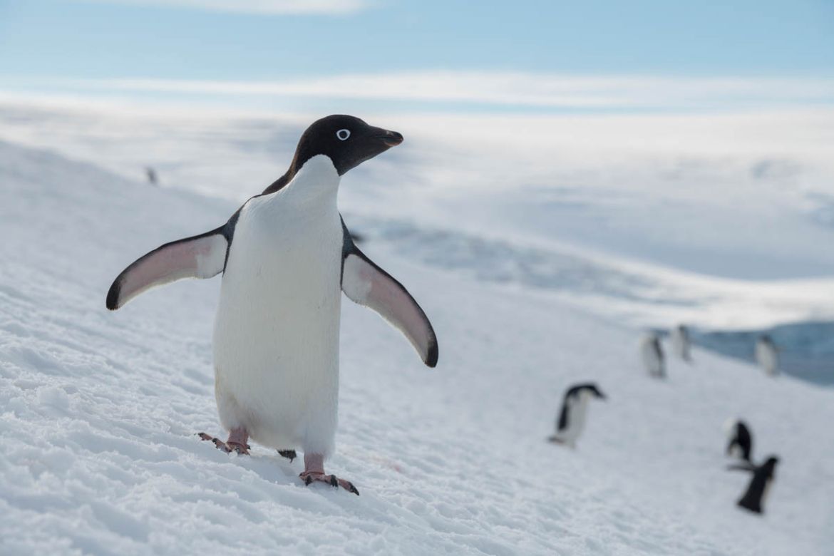 The Adelie penguin, which got its name from a French explorer who named them after his wife Adele. It’s the smallest species of penguin in Antarctica and is known to feed on jellyfish.