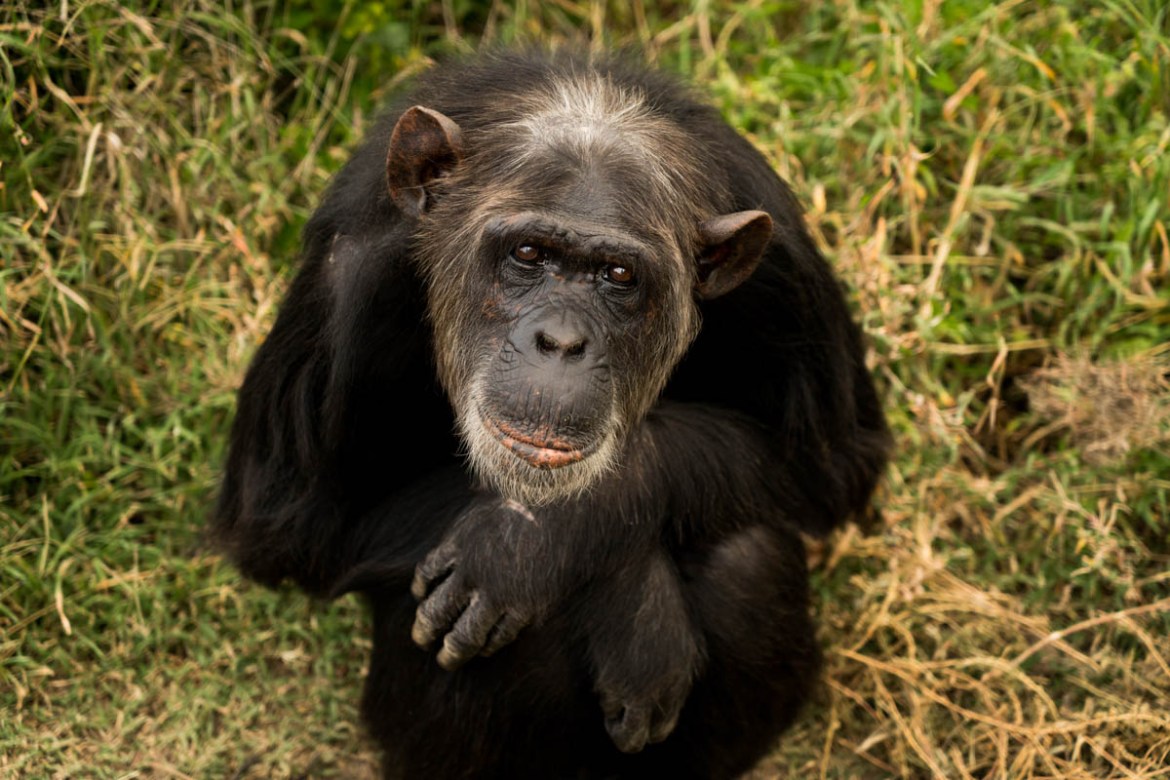 Chimpanzees Without Borders/Please Do Not Use