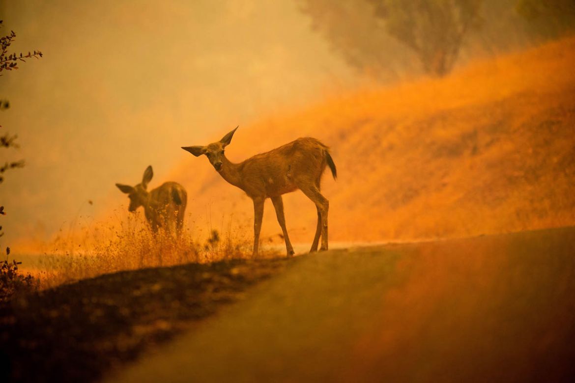 Deer graze along a road covered in fire retardant as the Carr Fire burns near Redding, Calif., on Saturday, July 28, 2018. (AP Photo/Noah Berger)