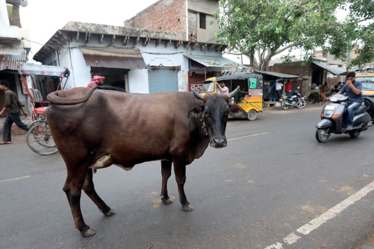 Indian cow on street