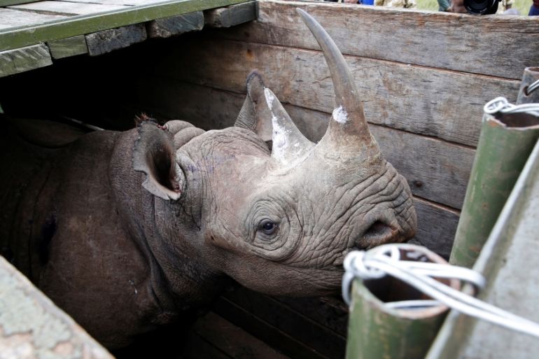 A female black Rhino stands in a box before being transported during rhino translocation exercise In the Nairobi National Park