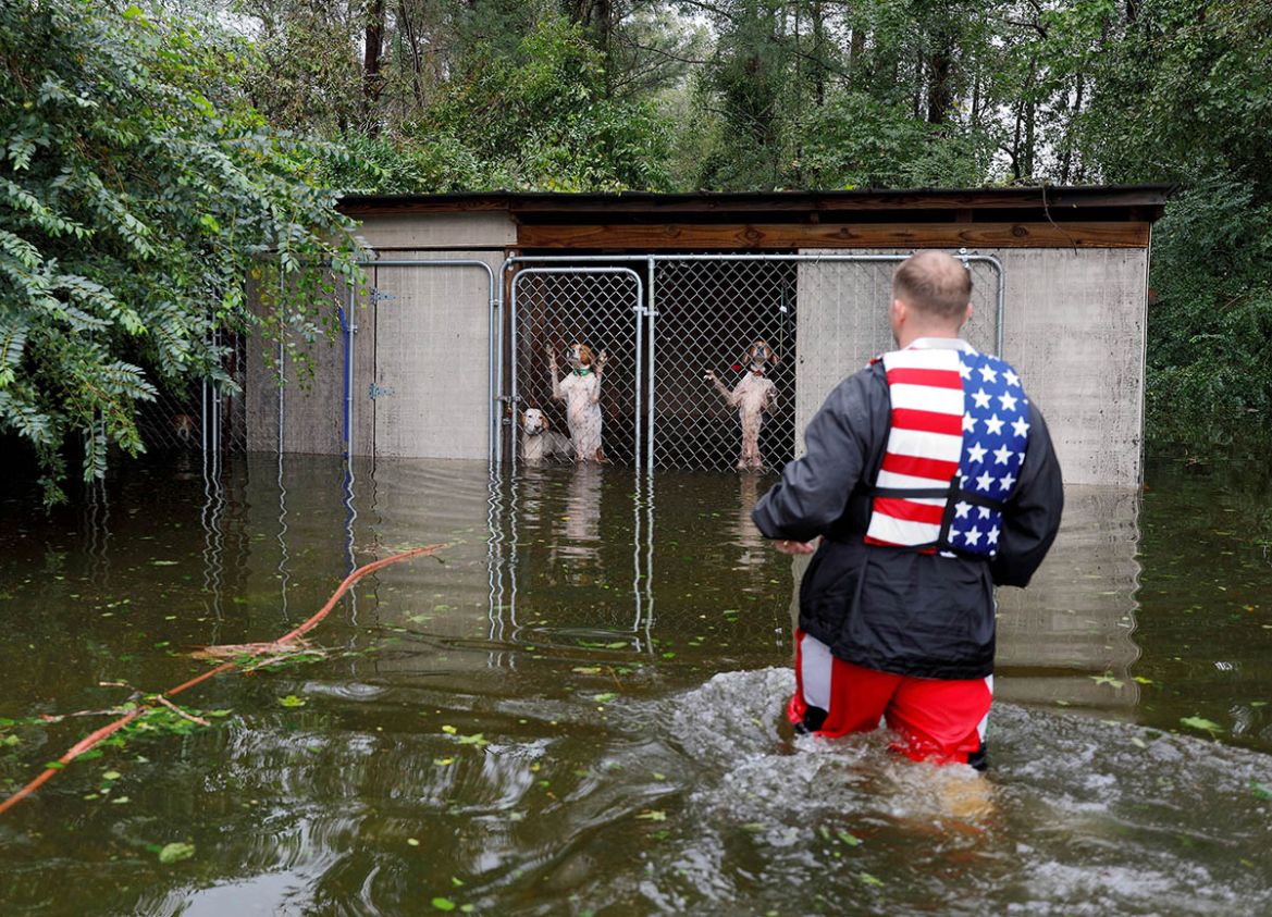 Panicked dogs that were left caged by an owner who fled rising flood waters in the aftermath of Hurricane Florence, are rescued by volunteer rescuer Ryan Nichols of Longview, Texas, in Leland, North C