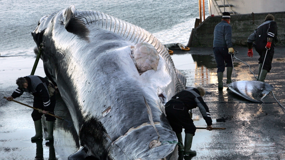 Norway and Iceland are the only countries to explicitly allow commercial whaling [File: AP]