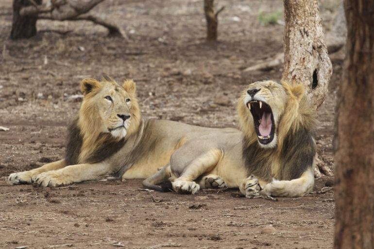 In this Sunday, June 9, 2013 photo, endangered Asiatic lions rest at the Gir Lion Sanctuary at Sasan in Junagadh district of Gujarat state, India. The Asiatic lion has been almost wiped out in India,