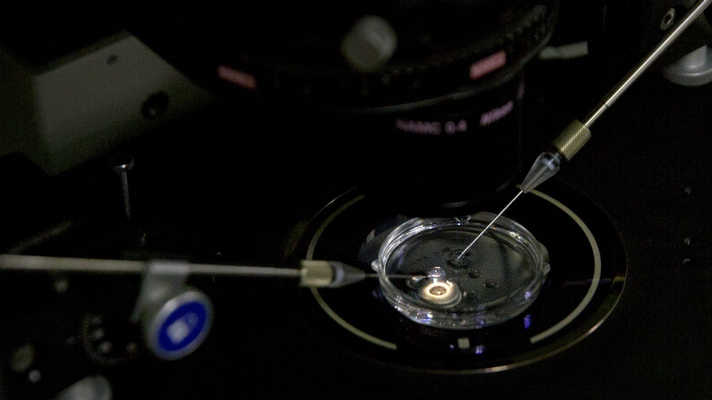 An embryo receives a small dose of Cas9 protein and PCSK9 sgRNA in a sperm injection microscope in He's laboratory in Shenzhen before his work was suspended [File: Mark Schiefelbein/AP Photo] 