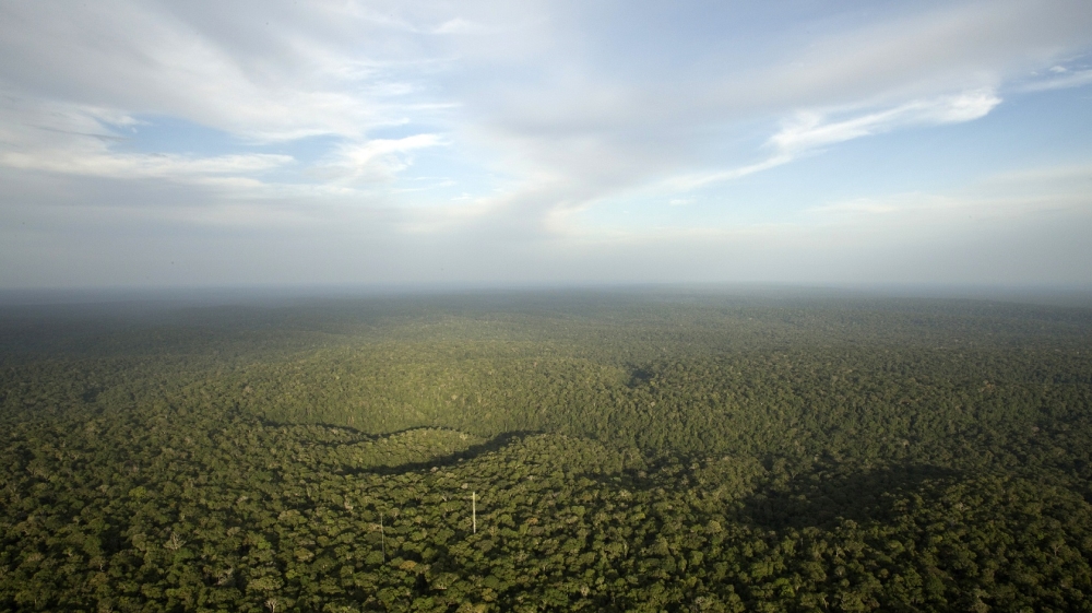 Why forests are the best ‘technology’ to stop climate change