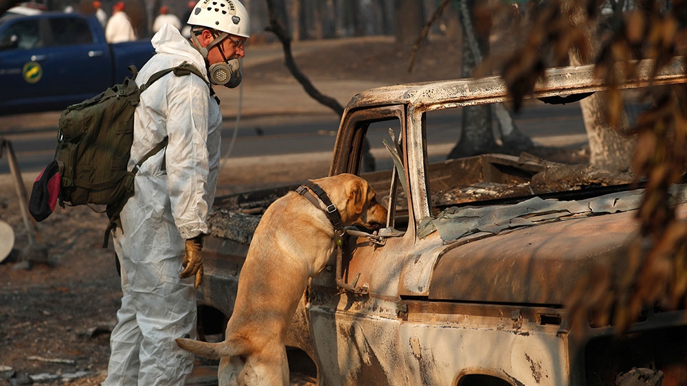 A search and rescue dog searches for human remains after the Camp Fire [John Locher/AP Photo] 