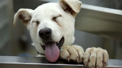 Blitzen was rescued by Humane Society International from a dog meat farm in South Korea and put up for adoption in the US [Kevin Lamarque/Reuters]