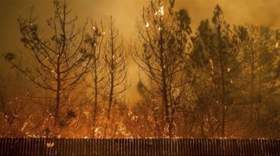 Flames climb trees as the Camp Fire tears through Paradise [AP Photo/Noah Berger]