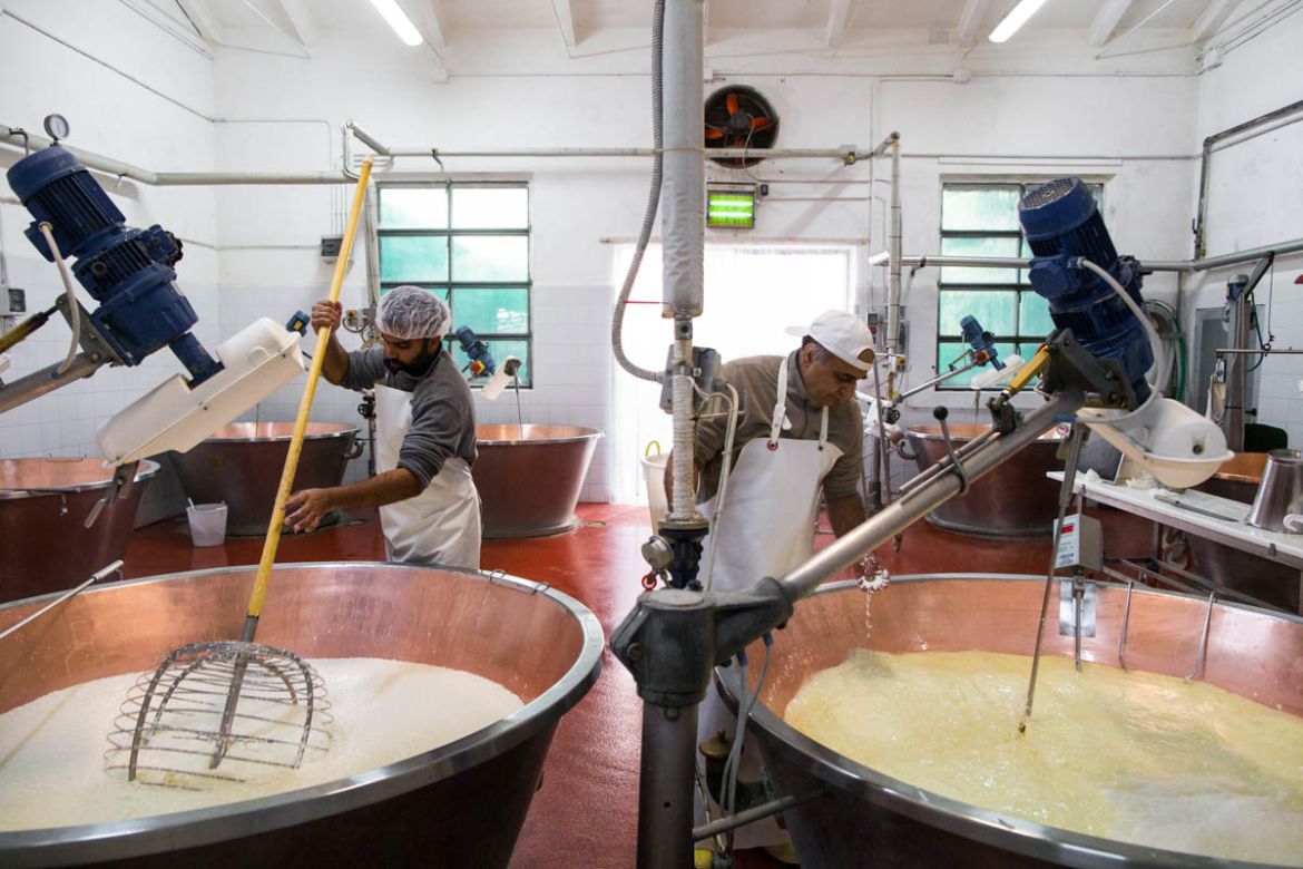 Fifty-seven-year-old Lal Madan, right, makes Parmesan cheese in the Italian village of Gainago Torrile in Parma province. He leads a team of five workers from India and, having spent more than 20 year
