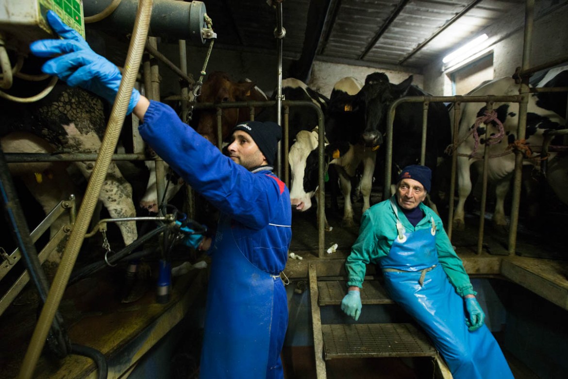 Jaswantsing, left, feeds, milks and cleans the cows twice a day. As the cows must be milked every day, he cannot take a day off. [Erik Messori/CAPTA/Al Jazeera]