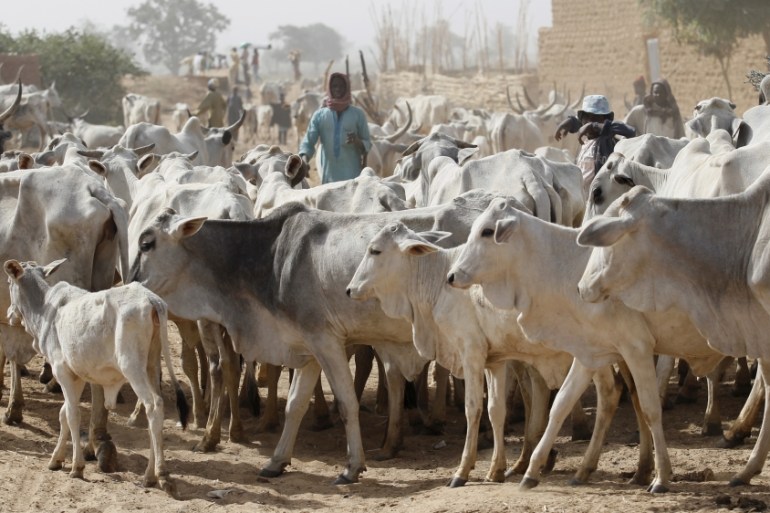 Local herders watch their cows at a local milk collecting centre in Dangwala Karfi village on the outskirts of Nigeria''s northern city of Kano