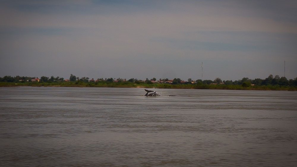 There are fewer than 100 Irrawaddy dolphins in the river now [Nathan Thompson/Al Jazeera]