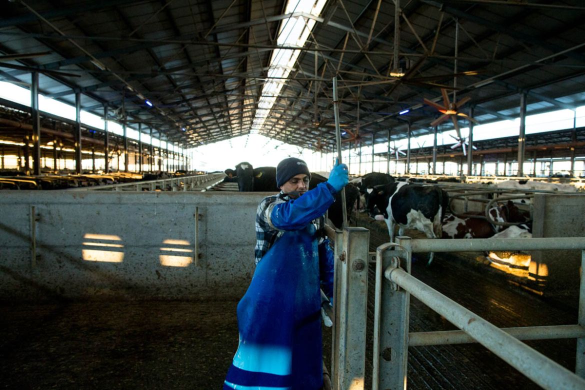 Gurmed Ram, 36, is a herdsman at one of the largest farms in the province of Reggio Emilia. [Erik Messori/CAPTA/Al Jazeera]