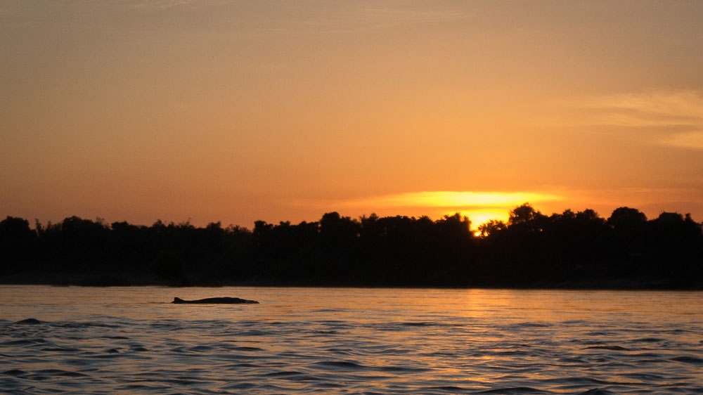 Irrawaddy dolphins spend most of their time foraging. They are neither particularly active nor acrobatic dolphins, but they do make low leaps on occasion, according to WWF [Nathan Thompson/Al Jazeera]