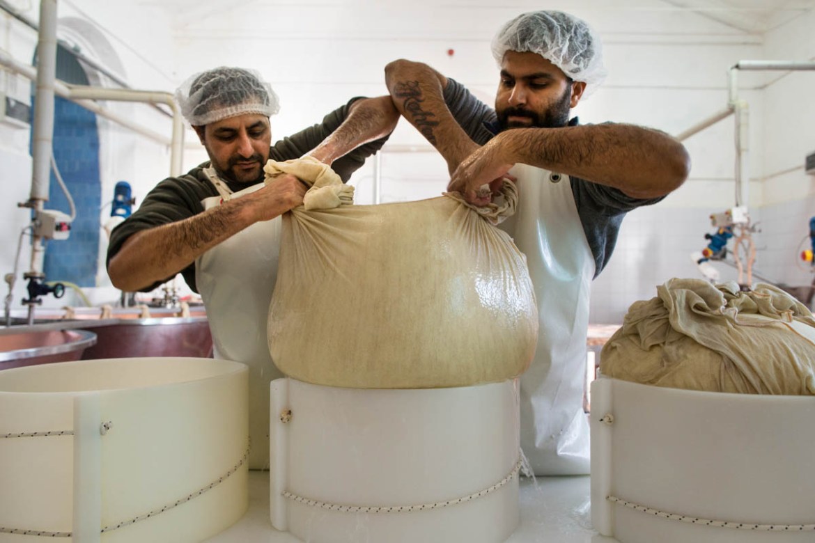 Making Parmesan cheese is an intensive process and one that can take a long time to learn. But the cheese makers from India take great pride in producing a product that is so well known and loved.