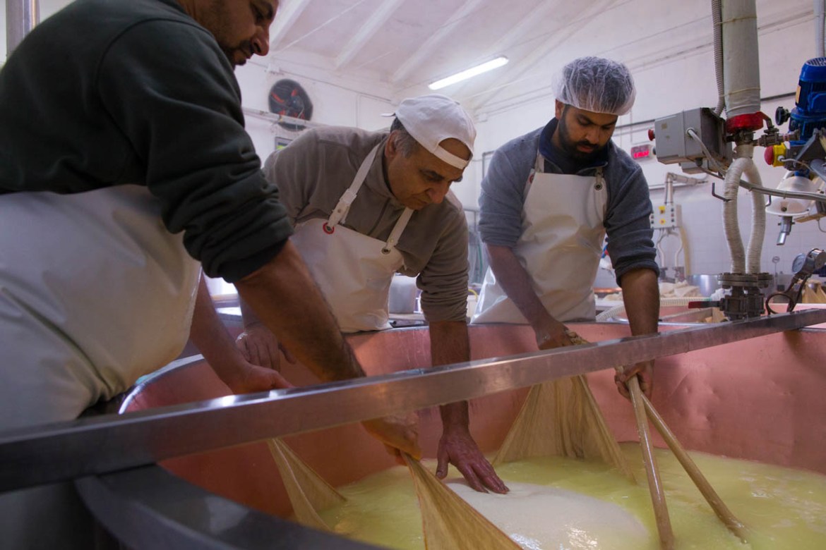 Madan works alongside Sinsh Gursharn, 25, and Sukhwinder Sing, 42. Gursharn, right, arrived in Italy a year ago and works 10-hour shifts at the cheese factory, seven days a week. He says he has heard
