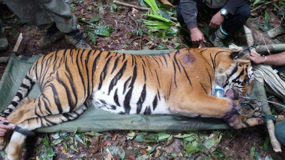 A Malayan tiger, its right paw trapped in a snare, found by rangers in the jungle in 2009. The animal couldn't be saved [Courtesy Lau Ching Fong/WWF Malaysia]
