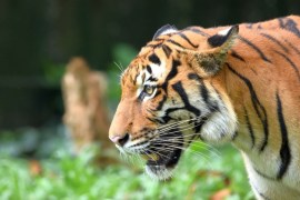 Malaysia tigers