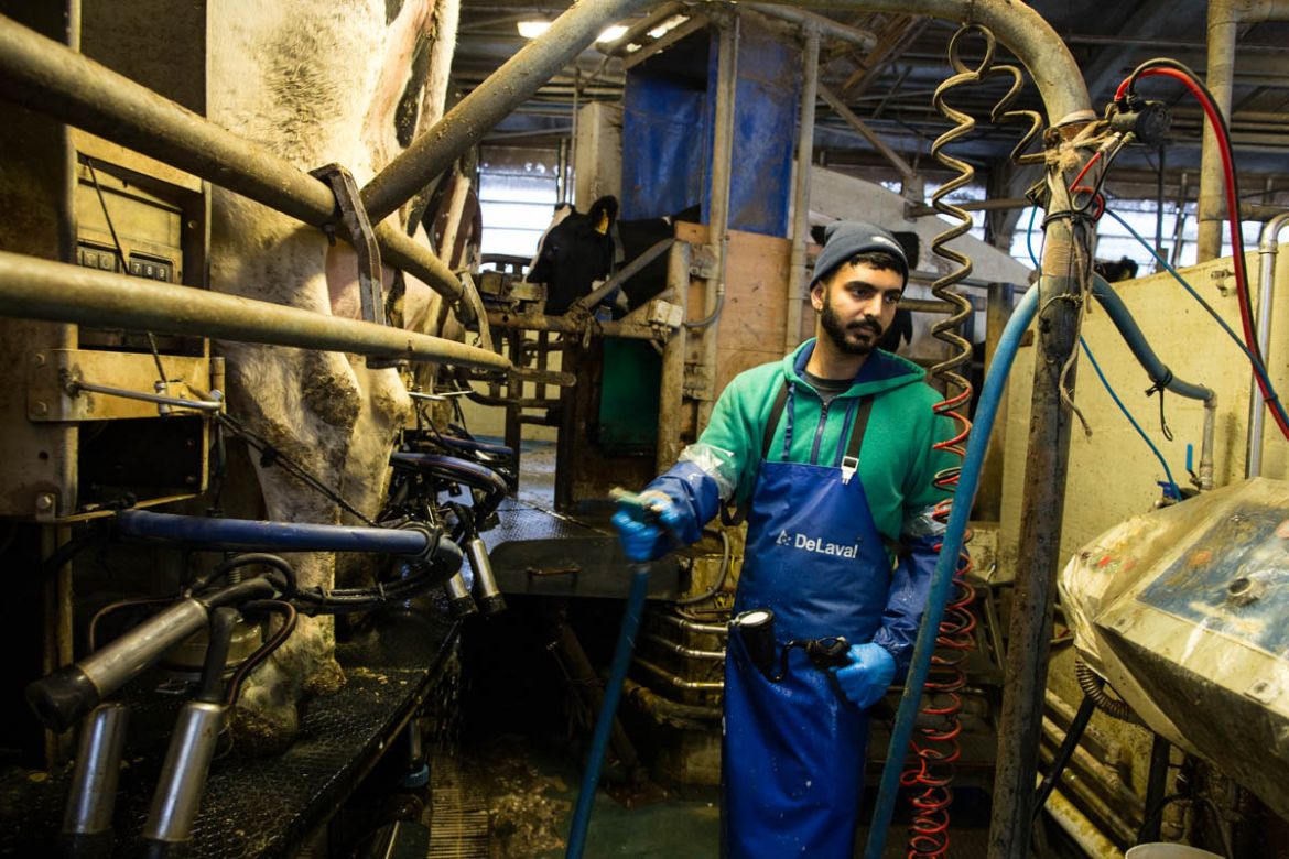Sarmanjeet Singh, 23, prepares to milk the cows at a large farm in Novellara in Reggio Emilia province. Seventy percent of the workers at this farm come from India. Together they tend to roughly 1,200