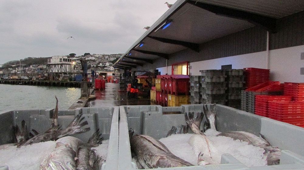 Freshly landed fish outside Newlyn’s fish market [Gavin O'Toole/Al Jazeera] 