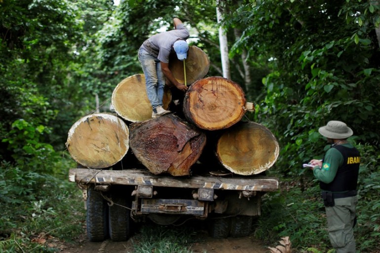 A Brazilian Institute for the Environment and Renewable Natural Resources, or Ibama, agent measures a tree trunk during an operation to combat illegal mining and logging