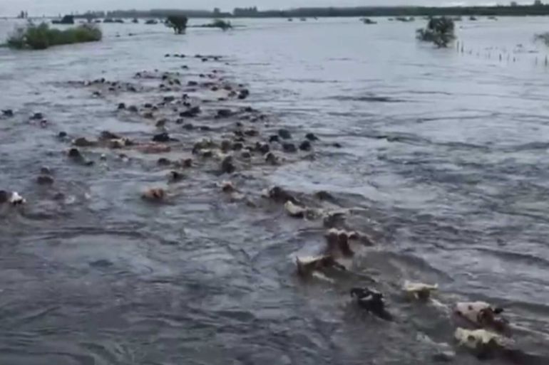 Cattle swimming in flood. Corrientes state, Argentina