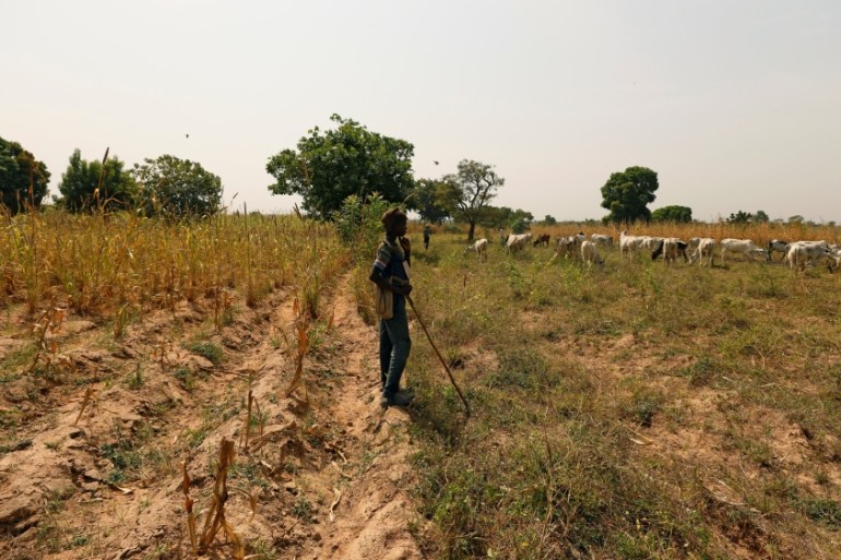 A Fulani shepherd stands at the boundary of a farm watching over grazing cattle in Paiko, Niger State